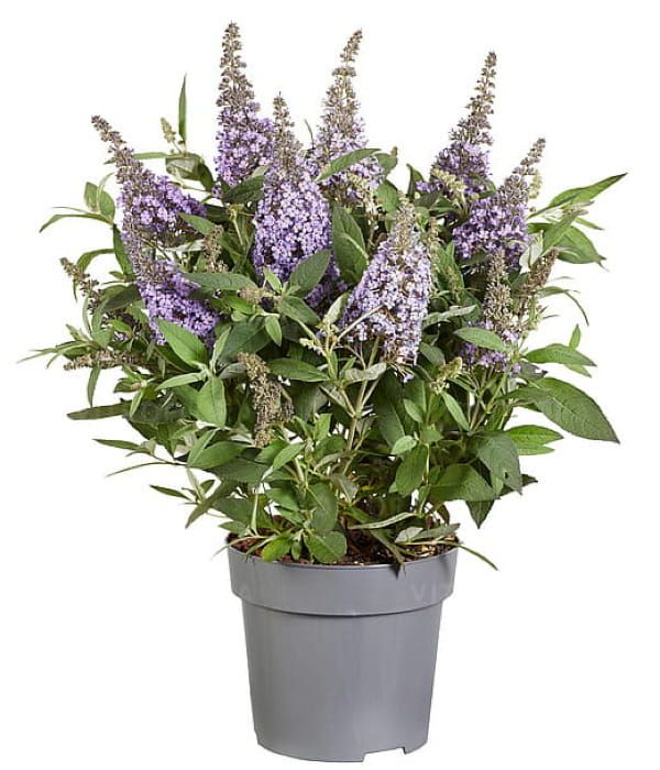 Budleja Butterfly Candy ‘Little Sweetheart’ – karłowa budleja