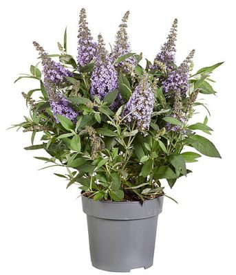 Budleja Butterfly Candy ‘Little Sweetheart’ – karłowa budleja