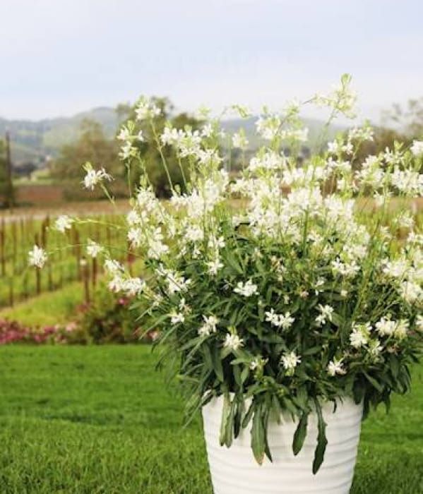 Gaura ‘Graceful White’ – biała, zwiewna, długo kwitnąca bylina