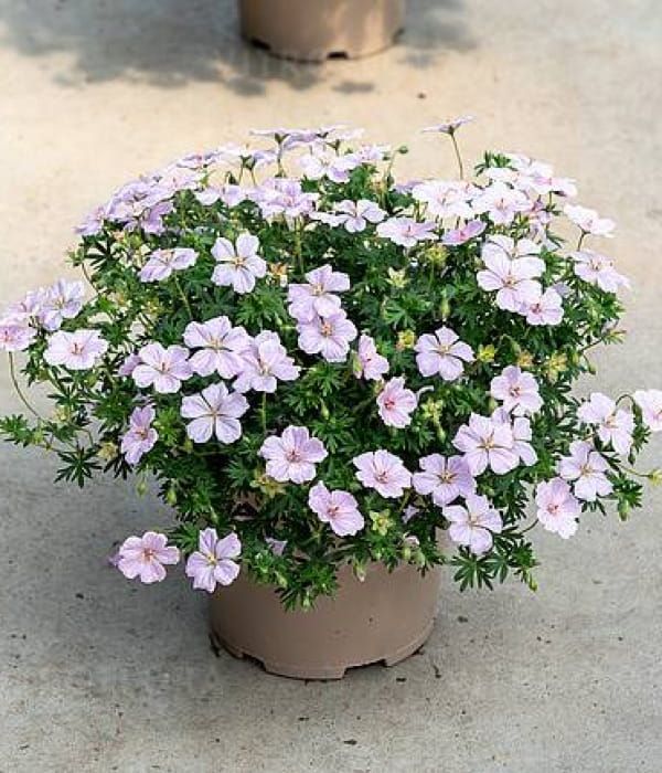 Geranium Frivolius Pink – bylina o intensywnie różowych kwiatach