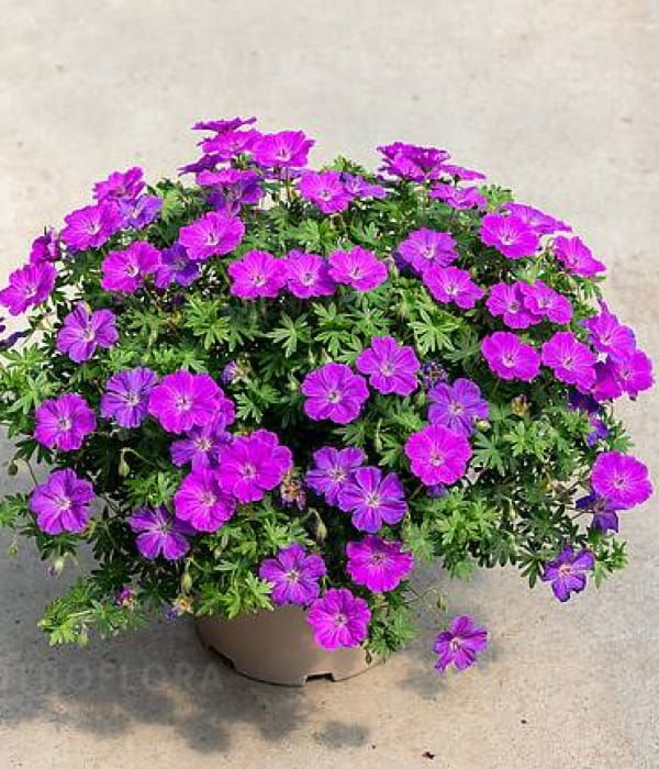 Geranium Frivolius Purple – bylina okrywowa