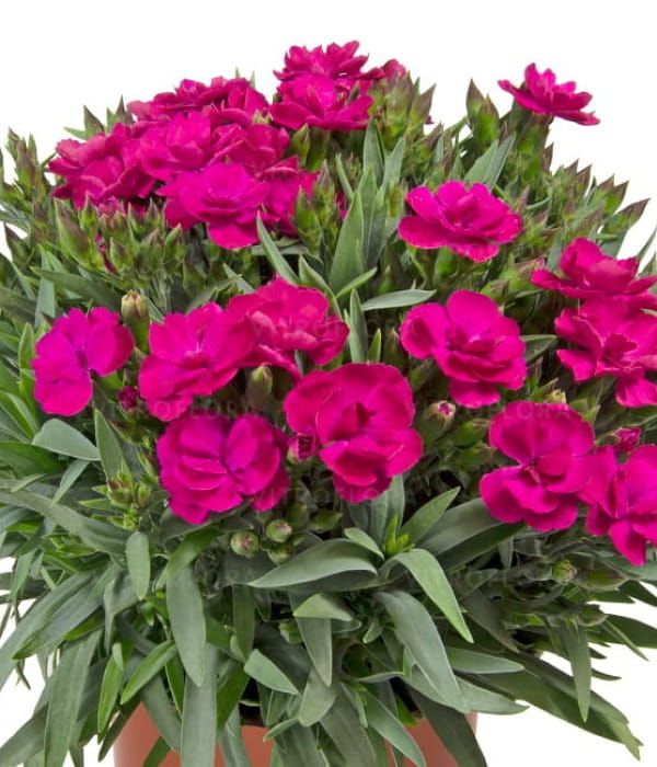 Goździk ‘Peman Violet’ –bylina o intensywnie fioletowych kwiatach