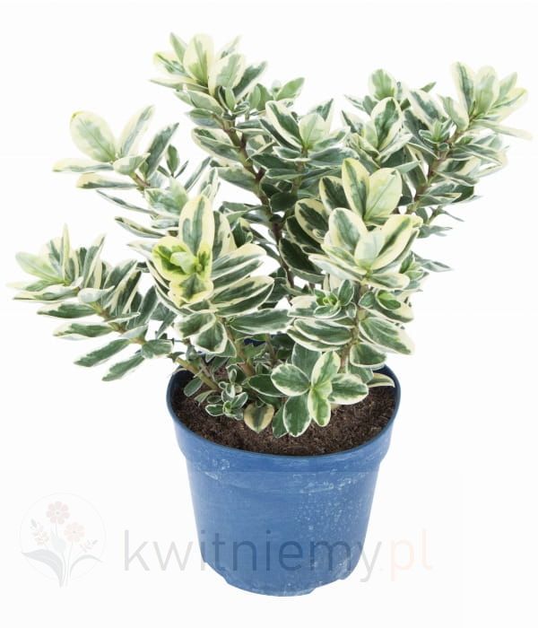 Hebe Outdoor Variegata – zimozielony krzew o biało-zielonych, pstrych liściach