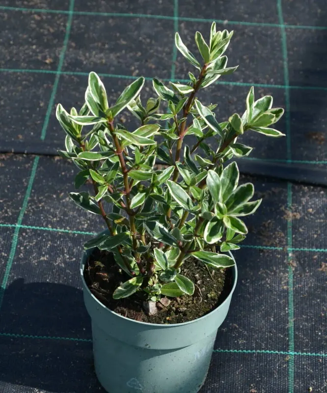 Hebe Outdoor Variegata