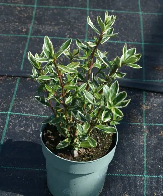 Hebe Outdoor Variegata
