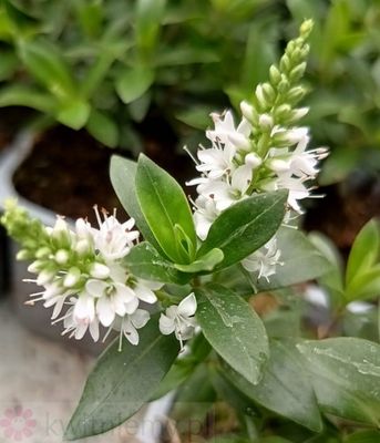 Hebe White Cap – zimozielony krzew o białych kwiatach do donic i ogrodu