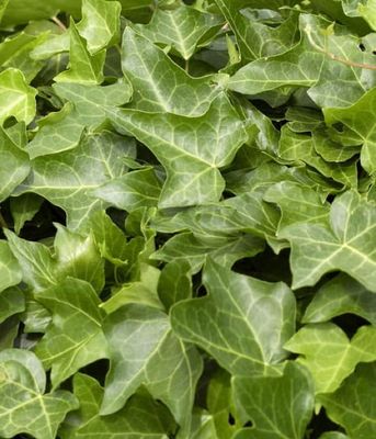 Hedera helix Gemeiner – Bluszcz zimozielone pnącze