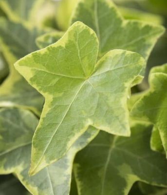 Hedera helix Goldchild – Bluszcz zimozielone pnącze