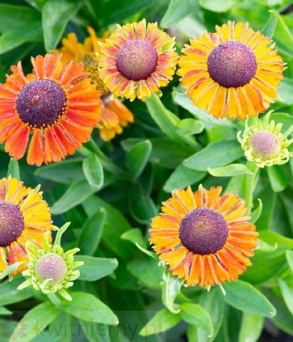 Dzielżan Short And Sassy – kompaktowa bylina na słoneczne rabaty