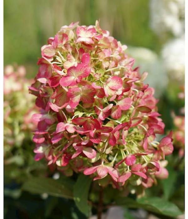 Hortensja bukietowa 'Graffiti' – odmiana o wielobarwnych kwiatach