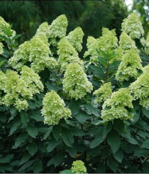 Hortensja bukietowa 'Limelight Prime' – intensywnie limonkowe kwiatostany