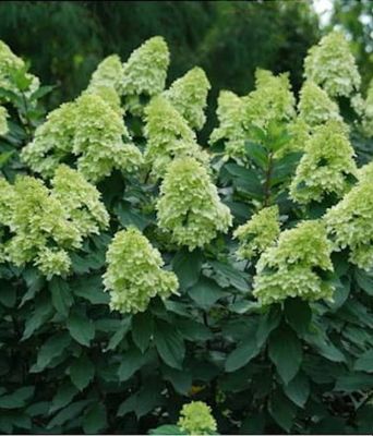 Hortensja bukietowa 'Limelight Prime' – intensywnie limonkowe kwiatostany