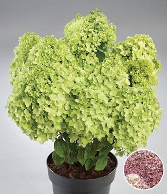 Hortensja bukietowa 'Pandora' – intensywnie różowe kwiatostany