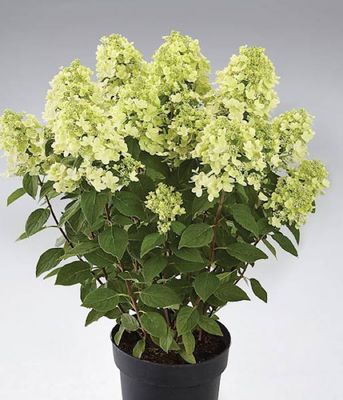 Hortensja bukietowa 'Panorama' – duże kremowo-różowe kwiatostany