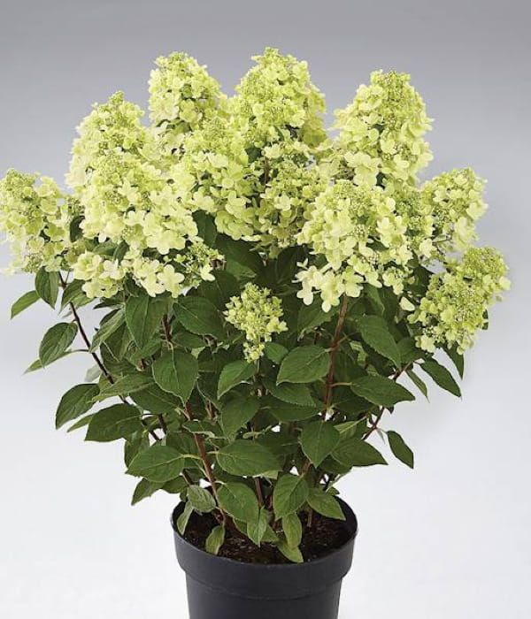 Hortensja bukietowa 'Panorama' – duże kremowo-różowe kwiatostany