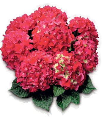 Hortensja ogrodowa 'Red Beauty' – duże, głęboko czerwone kwiatostany
