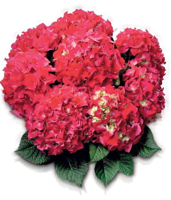 Hortensja ogrodowa 'Red Beauty' – duże, głęboko czerwone kwiatostany