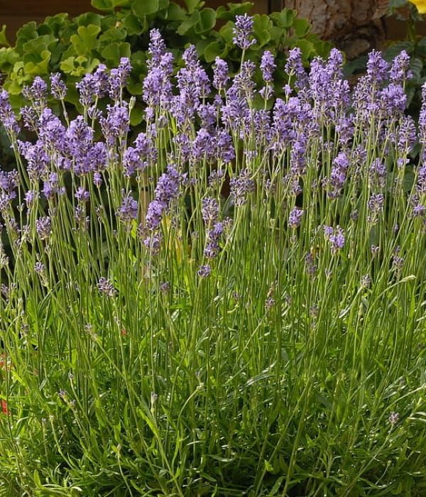 Lawenda 'Munstead' –  intensywnie pachnące kwiaty