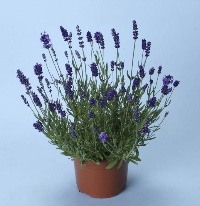 Lawenda 'Elegance Purple' – wyjątkowo aromatyczna odmiana