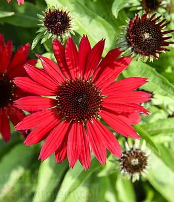 Jeżówka Pearl Deep Red – głęboko czerwone kwiaty