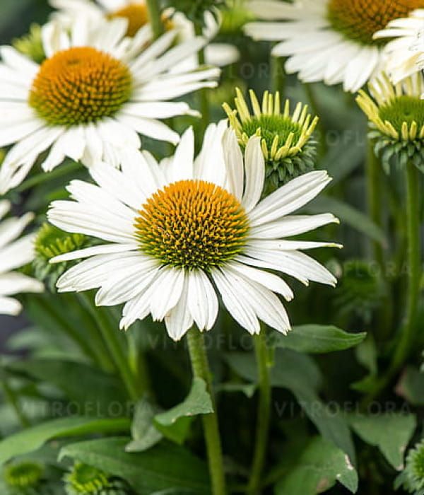 Jeżówka Pearl White – śnieżnobiałe kwiaty