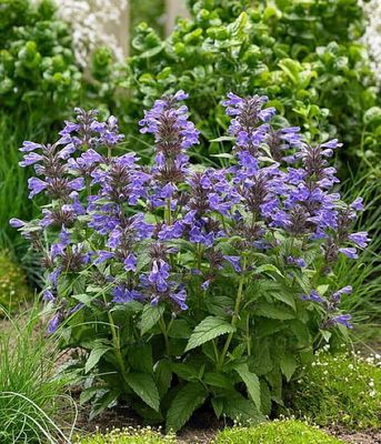 Kocimiętka 'Neptune' – kompaktowa odmiana o dużych niebieskich kwiatach