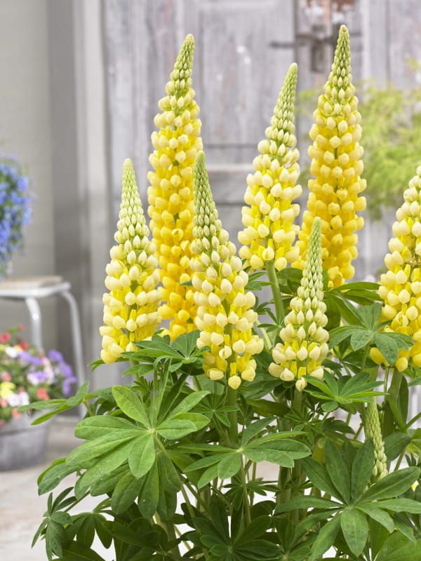 Łubin Desert Sun – intensywnie żółte kwiaty