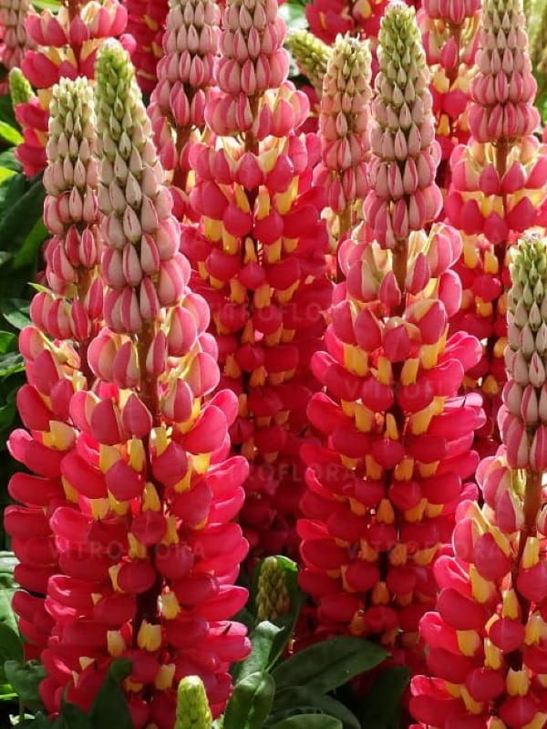 Łubin Tequila Flame – czerwono-pomarańczowe kwiaty