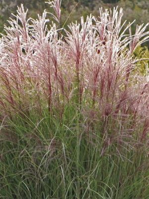 Miskant 'Ferner Osten' – czerwone jesienne kwiatostany