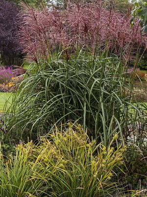 Miskant chiński 'Malepartus' – czerwone wiechy