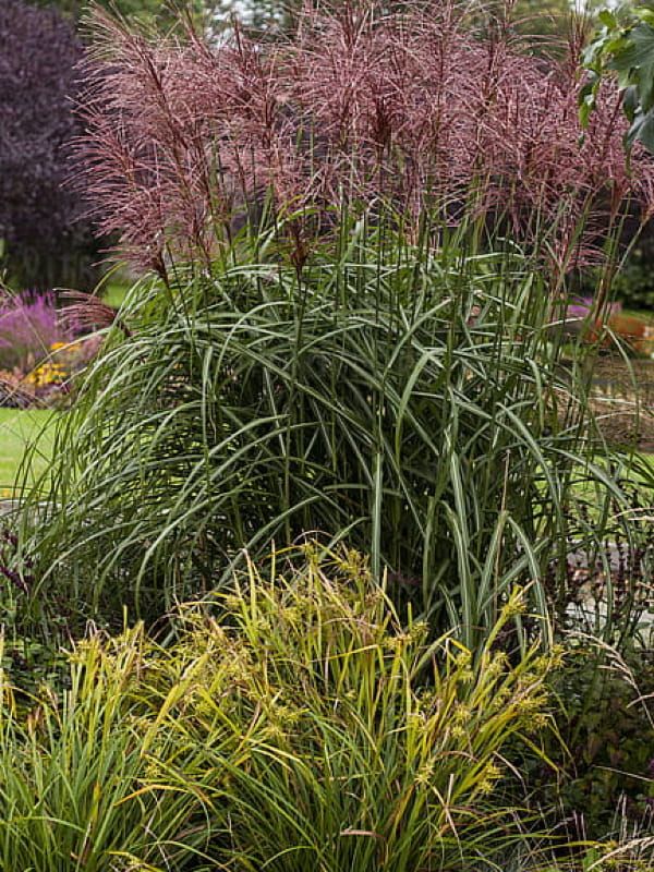 Miskant chiński 'Malepartus' – czerwone wiechy