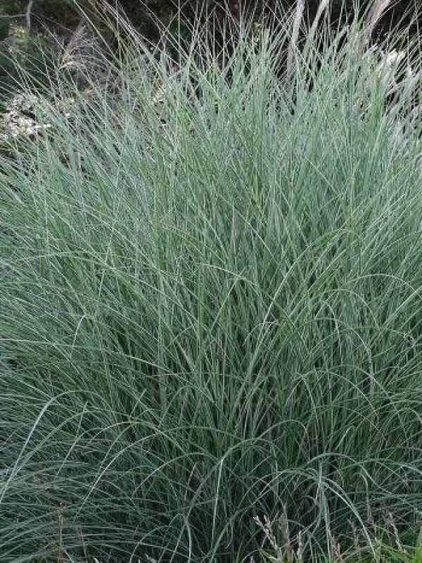 Miskant 'Morning Light' – wąskie liście i lekki, elegancki pokrój