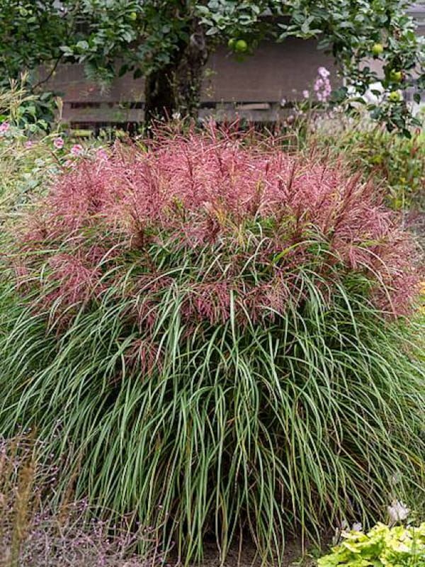 Miskant 'Polonus' – polska odmiana o czerwonych wiechach