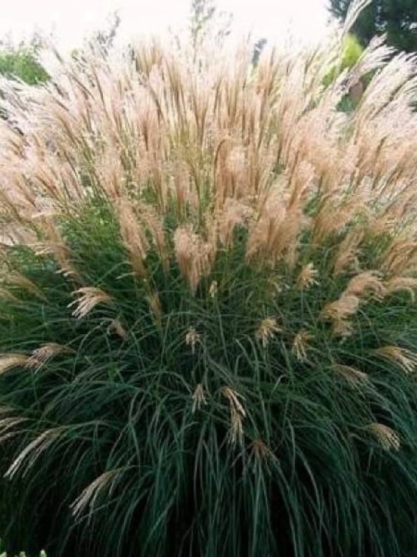 Miskant 'Silberspinne' – srebrzyste, lekkie wiechy i wąski pokrój