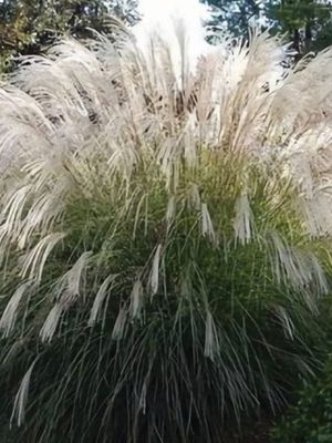 Miskant chiński 'Vanilla Sky' –  waniliowe wiechy i elegancki pokrój