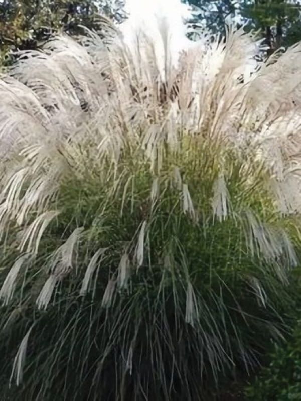 Miskant chiński 'Vanilla Sky' –  waniliowe wiechy i elegancki pokrój