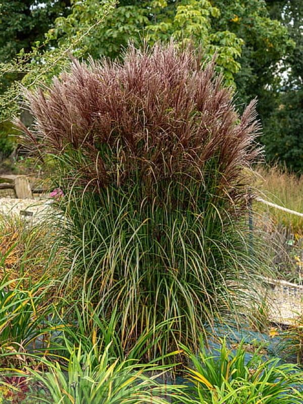 Miskant Versammlung – czerwone przebarwienia trawy ozdobnej