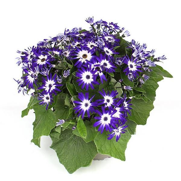 Pericallis POP! Ready Royal – bardzo obfite kwitnienie