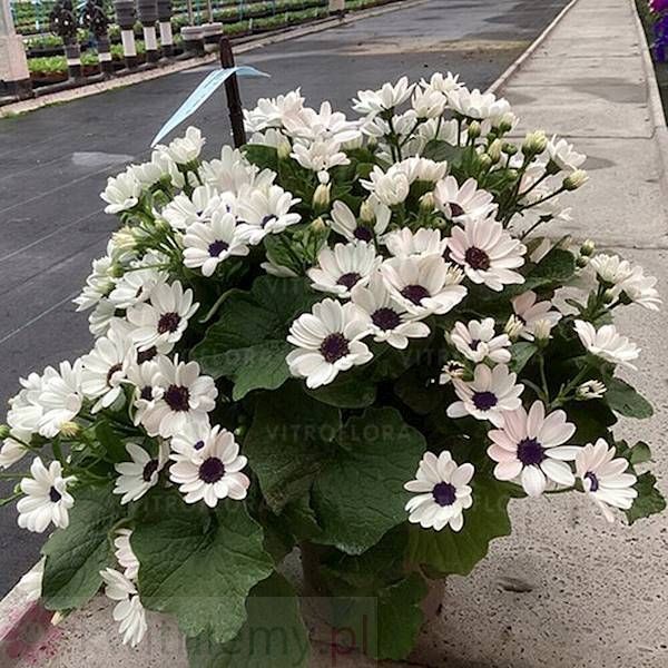 Pericallis POP! Wham White – czysto białe kwiaty