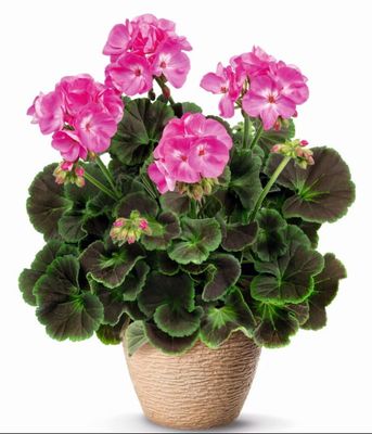 Pelargonia rabatowa Chocolate Pink