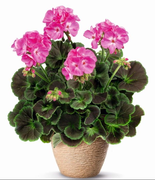Pelargonia rabatowa Chocolate Pink