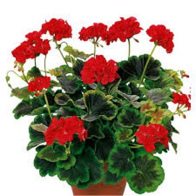 Pelargonia rabatowa Occold Shield