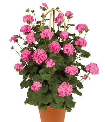 Pelargonia Pnąca Antik Pink