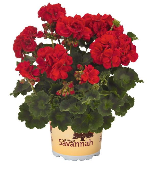 Pelargonia rabatowa Savannah™ Really Red