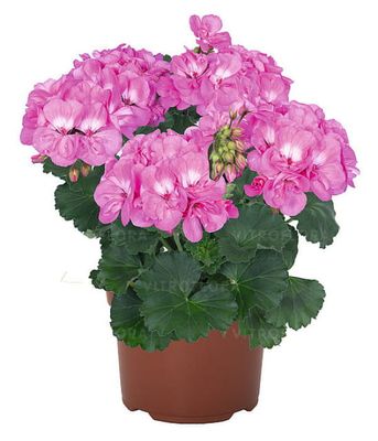 Pelargonia rabatowa Savannah™ True Pink