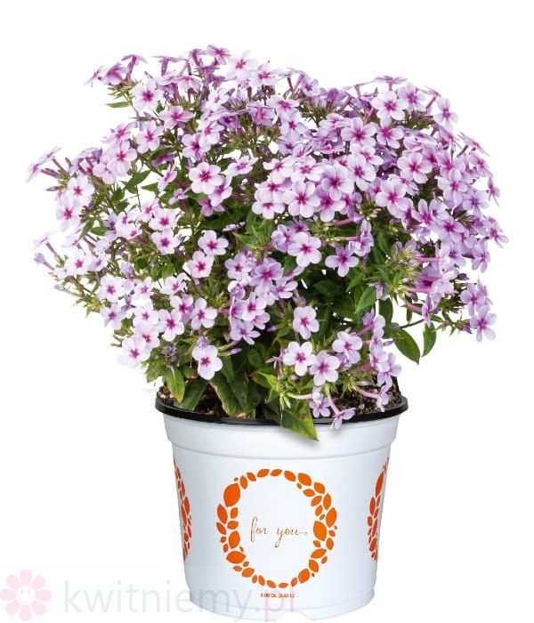 Phlox Early Lavender Pop – lawendowo-fioletowe kwiaty, bylina wczesna