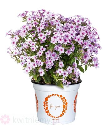 Phlox Early Lavender Pop – lawendowo-fioletowe kwiaty, bylina wczesna