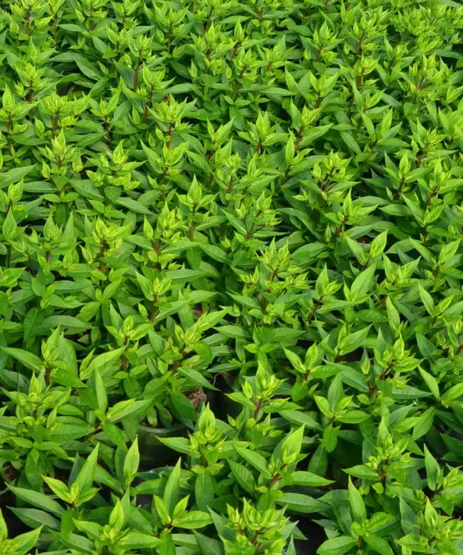 Phlox Early® Lavender Pop