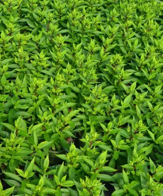 Phlox Early® Lavender Pop