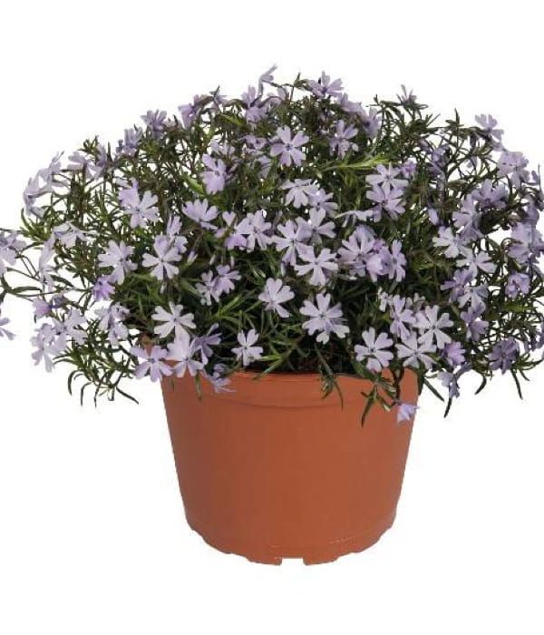 Phlox subulata Spring® Blue